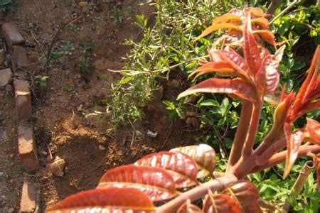 香椿树的种植|香椿树种植应该注意什么？